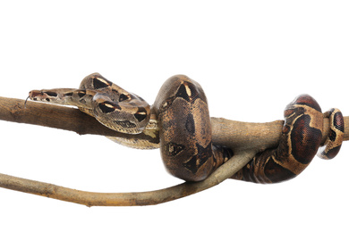 Brown boa constrictor on tree branch against white background