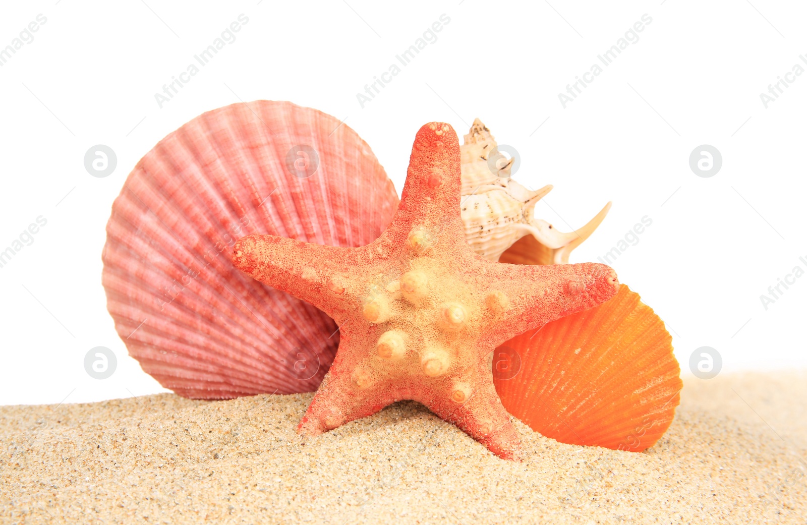 Photo of Beautiful sea star and seashell in sand isolated on white