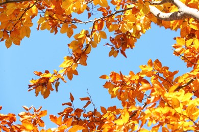 Tree with beautiful bright leaves under blue sky on sunny autumn day, closeup