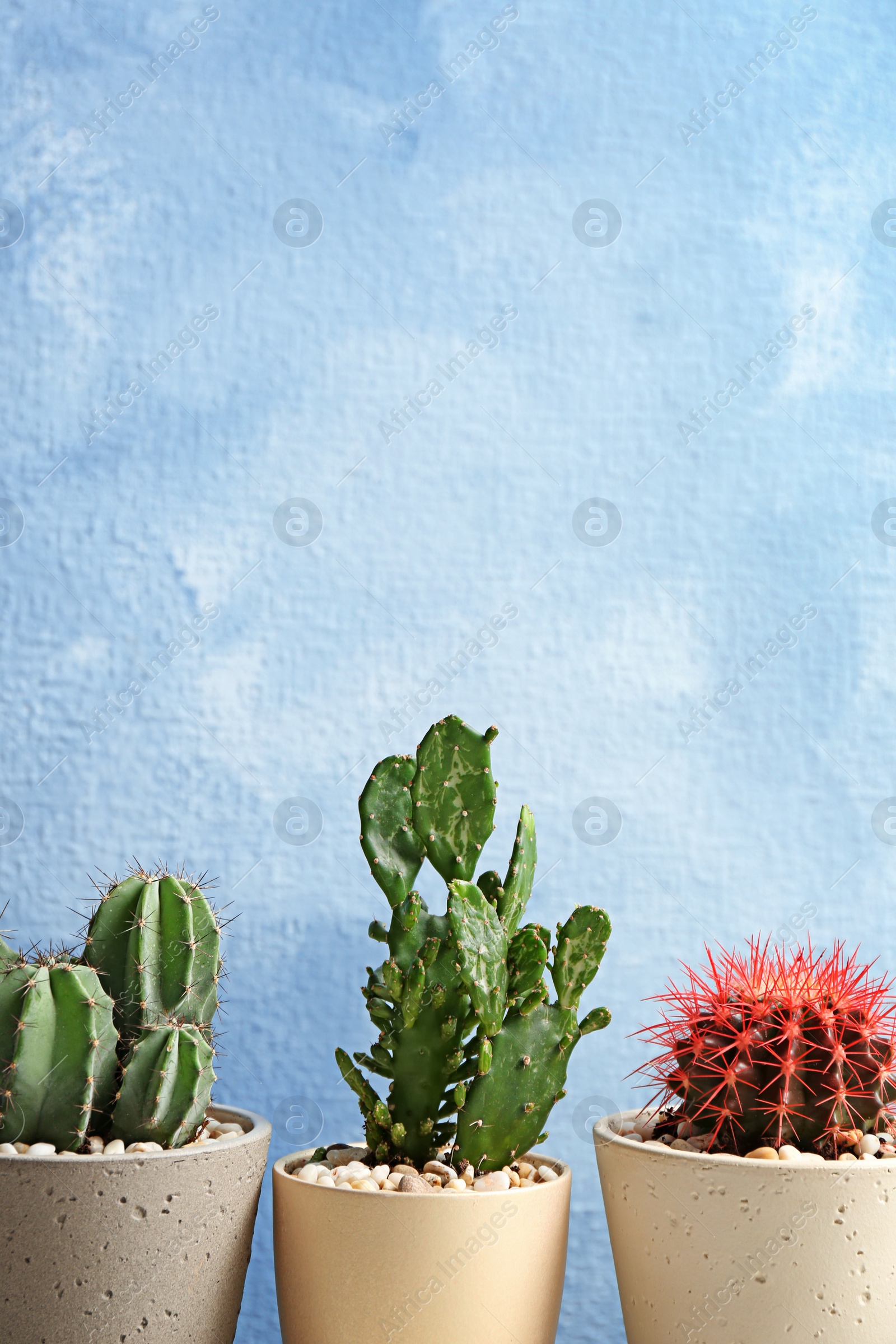 Photo of Beautiful cacti on color background