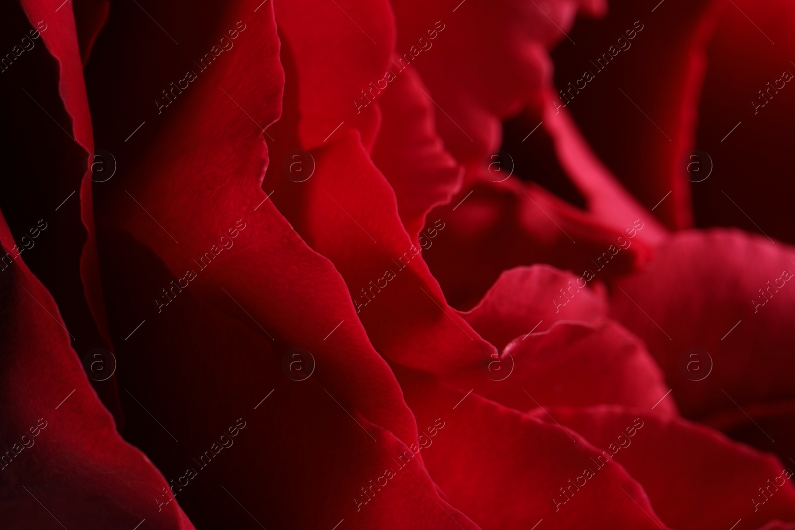 Photo of Closeup view of beautiful blooming rose as background. Floral decor