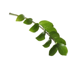 Tropical zamioculcas plant branch with leaves isolated on white