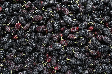 Photo of Ripe black mulberries as background, top view