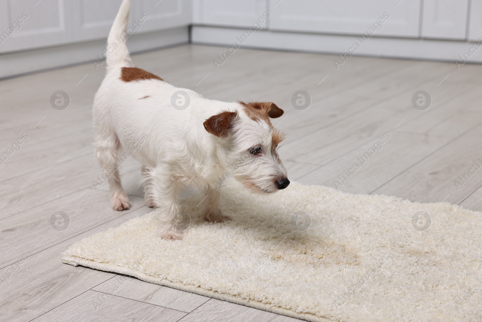 Photo of Cute dog near wet spot on rug indoors