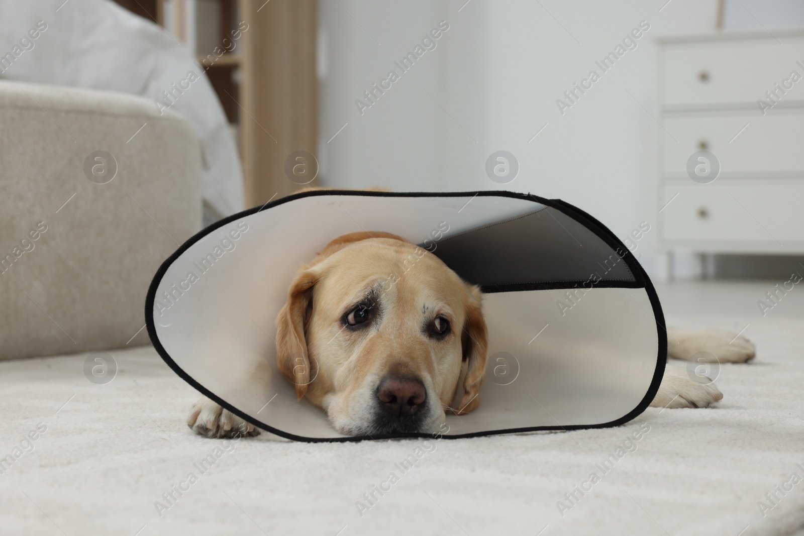 Photo of Sad Labrador Retriever with protective cone collar lying on floor in room