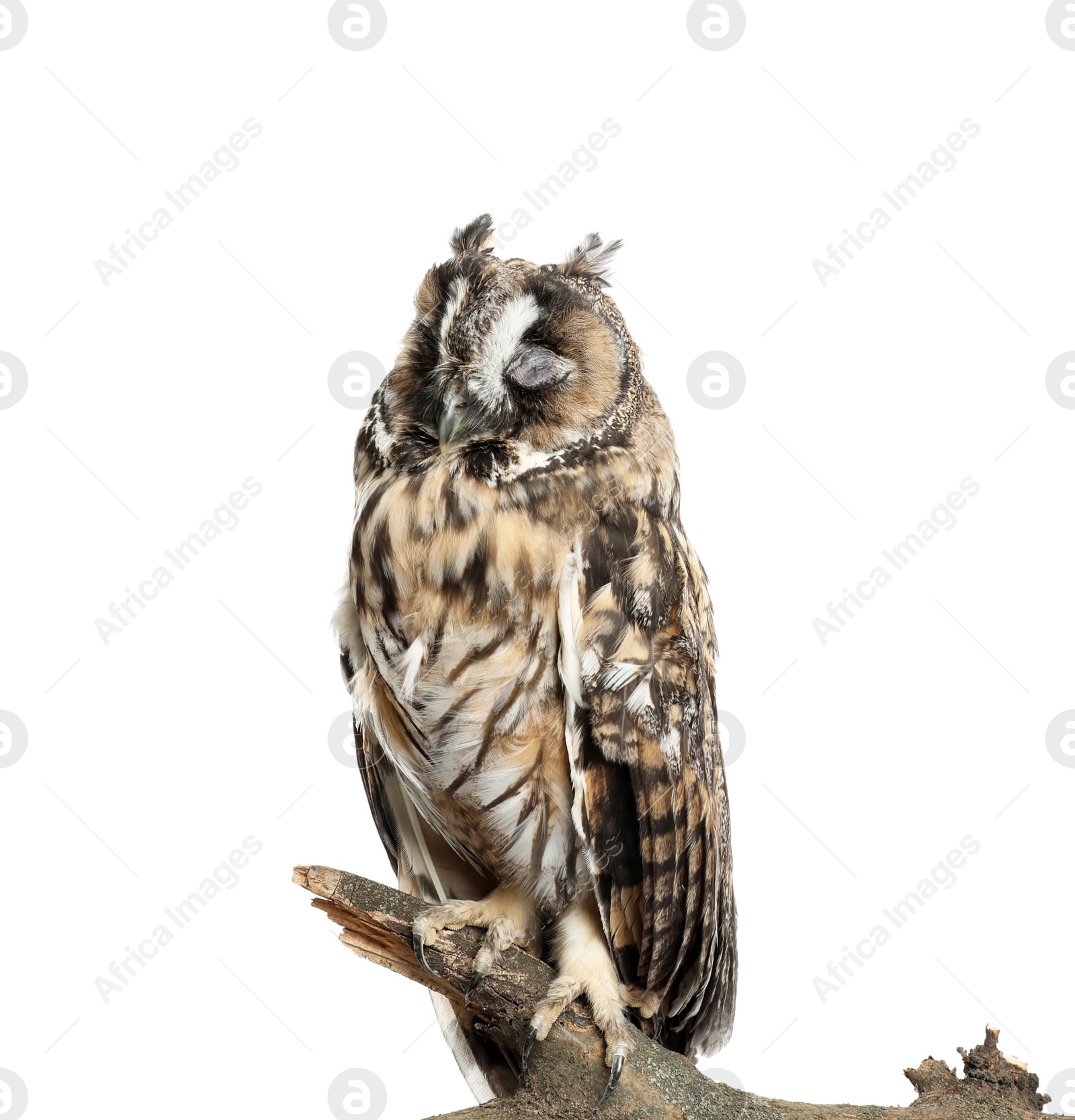 Photo of Beautiful eagle owl on twig against white background. Predatory bird