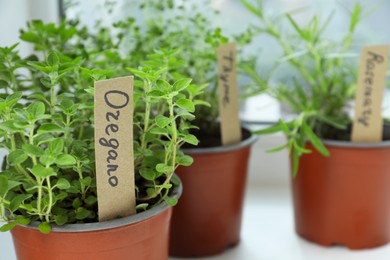 Photo of Fresh potted oregano and other herbs on windowsill indoors, closeup