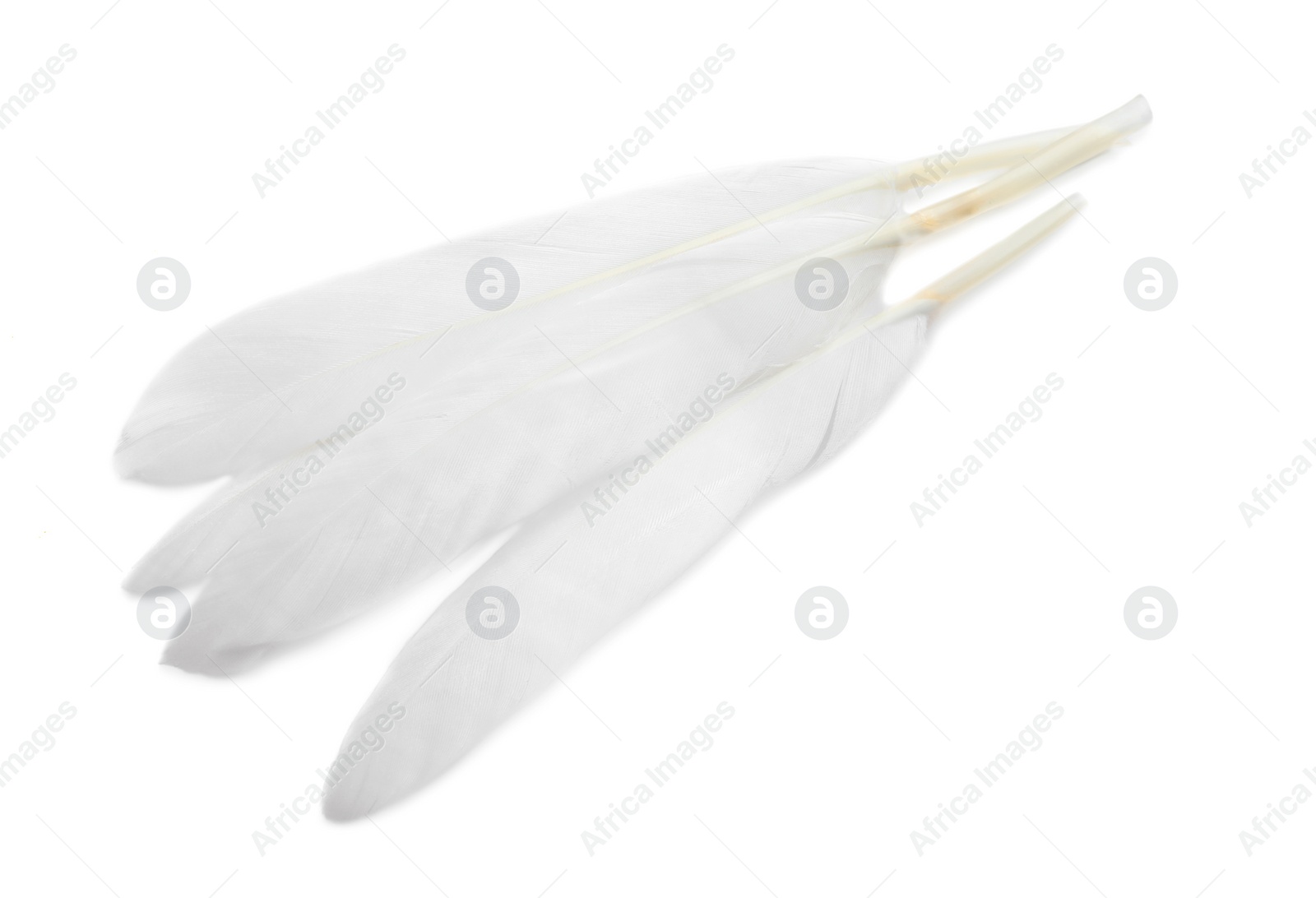 Photo of Beautiful fluffy bird feathers on white background, top view