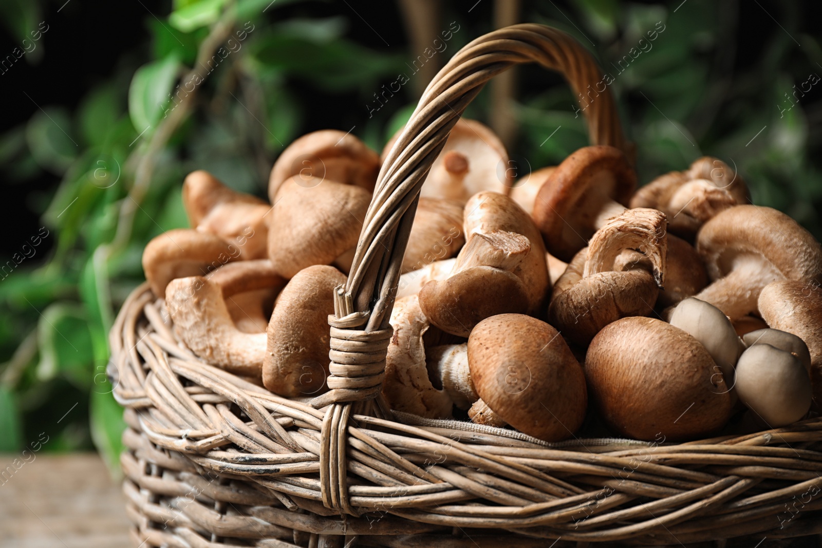 Photo of Fresh wild mushrooms in wicker basket on blurred green background, closeup