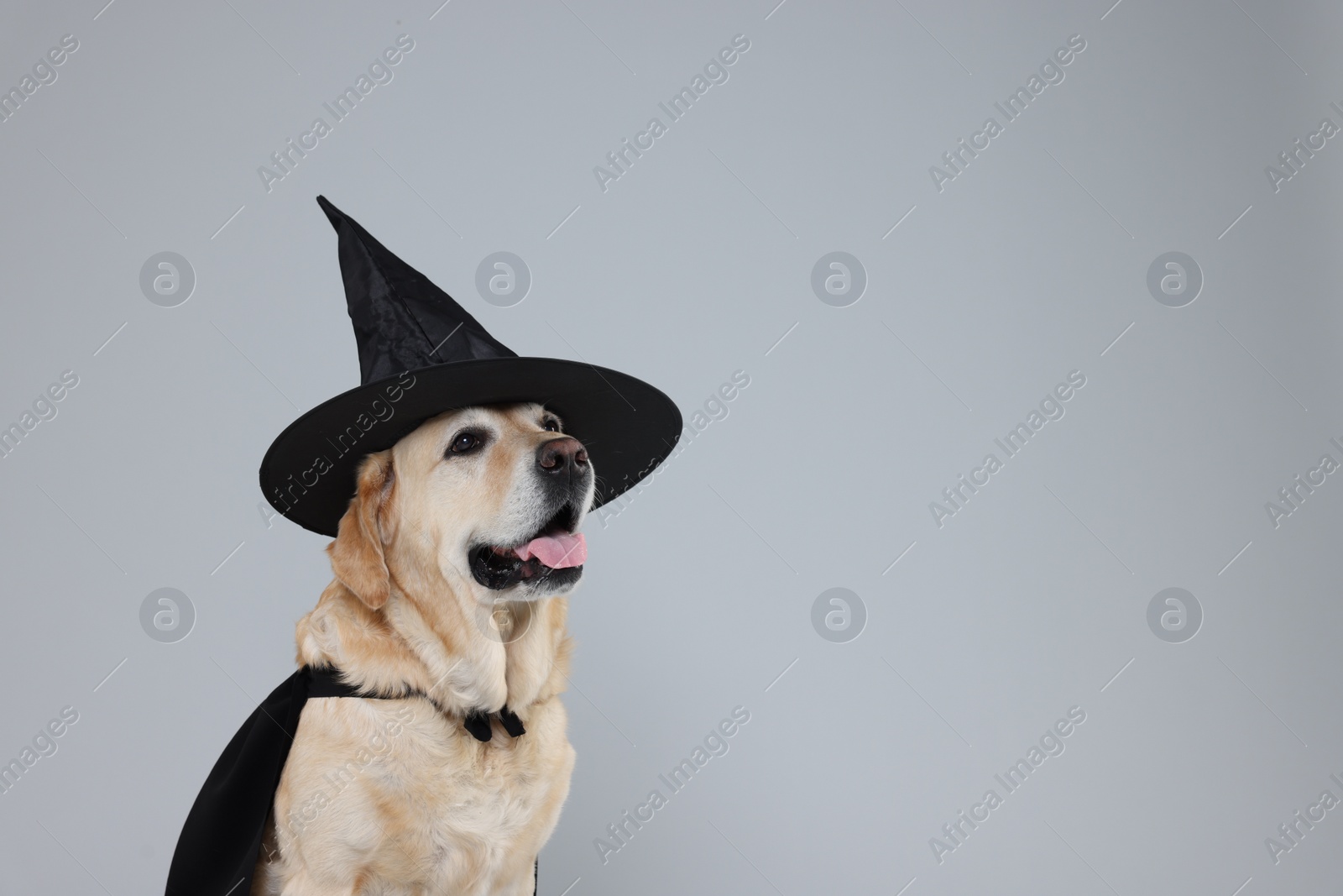 Photo of Cute Labrador Retriever dog in black cloak and hat on light grey background, space for text. Halloween celebration