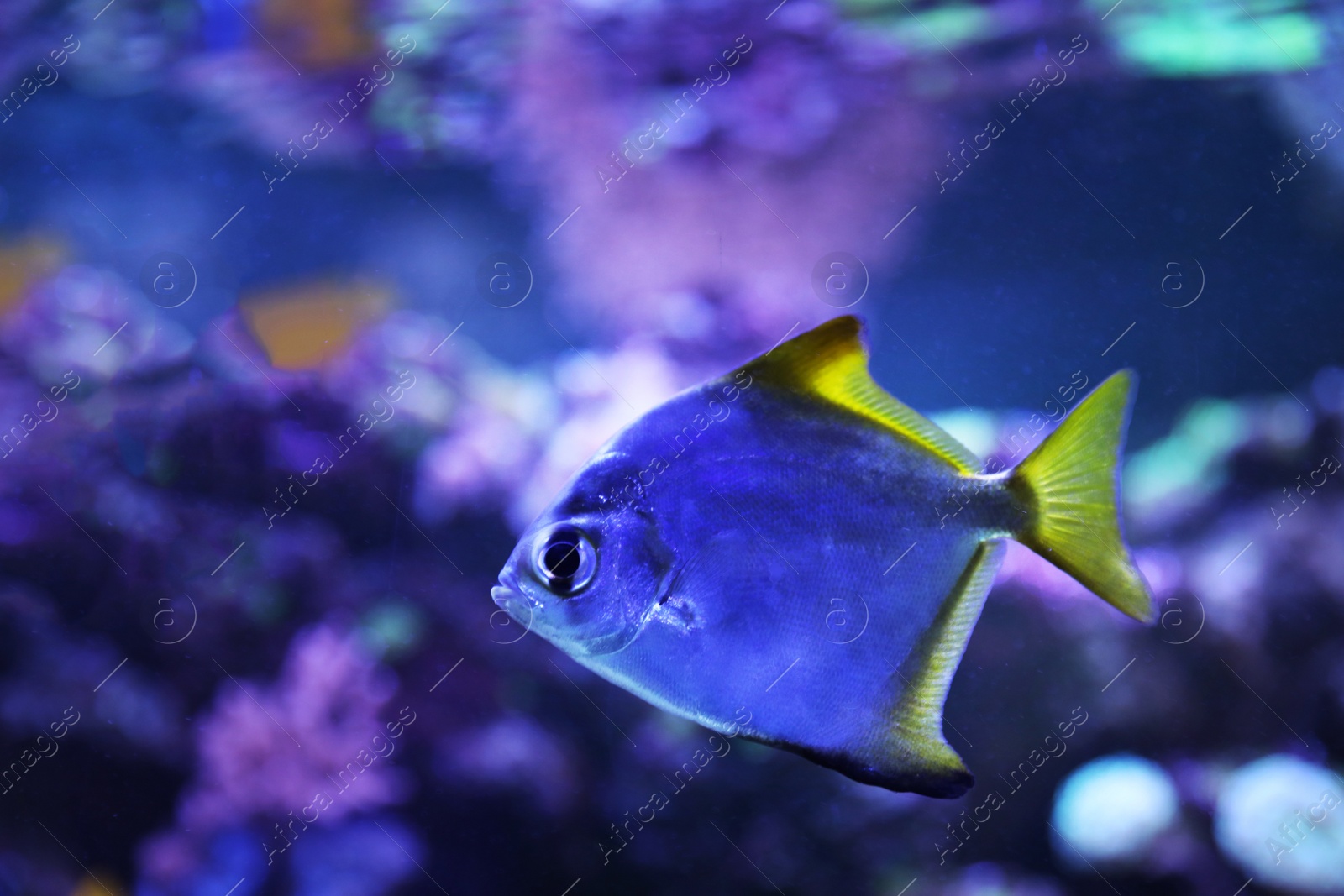 Photo of Beautiful silver moony fish in clear aquarium