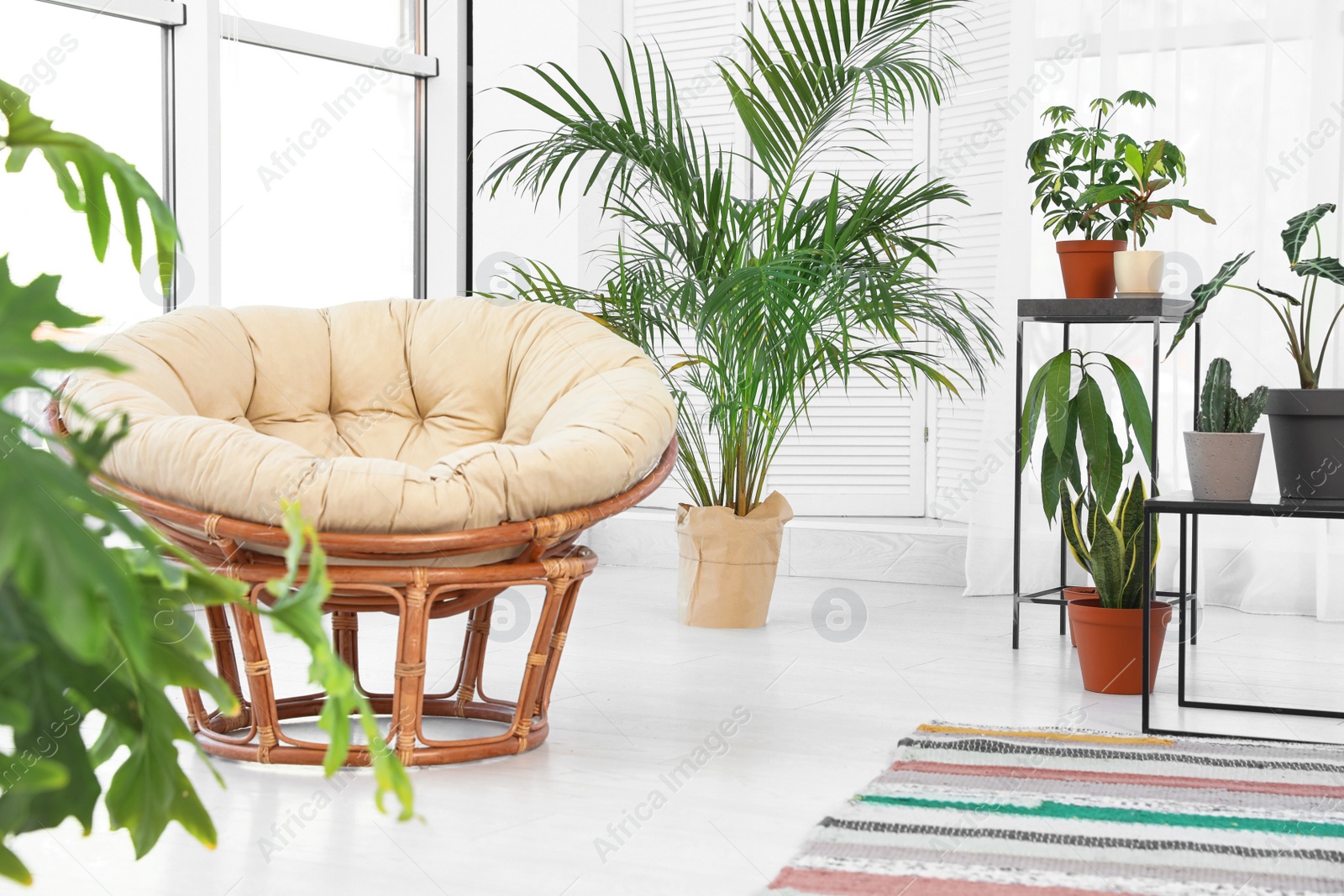 Photo of Living room interior with papasan chair and indoor plants. Trendy home decor