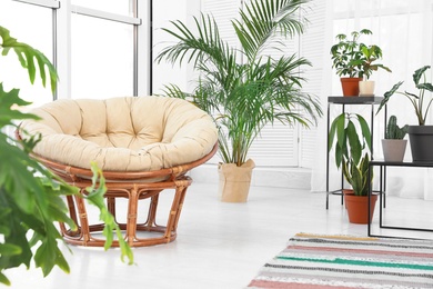 Photo of Living room interior with papasan chair and indoor plants. Trendy home decor