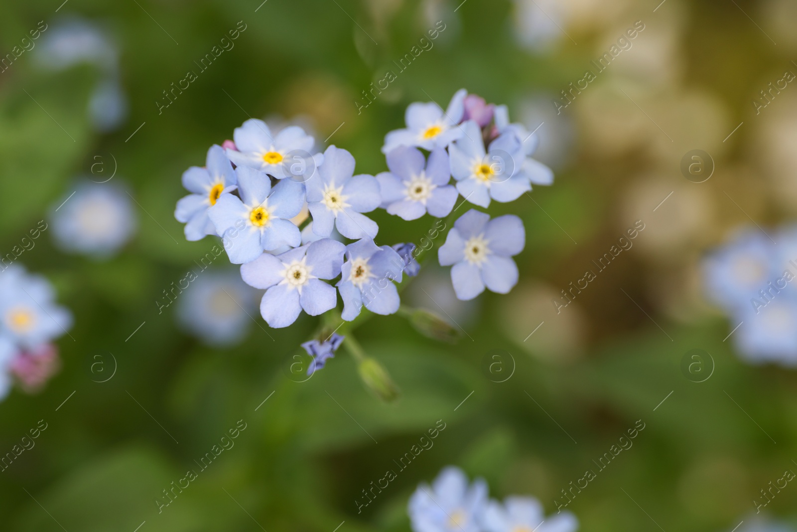 Photo of Beautiful forget-me-not flowers growing outdoors, closeup. Spring season