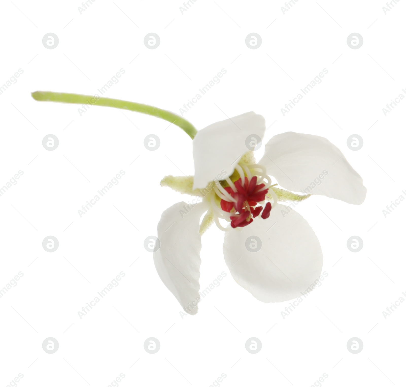 Photo of Beautiful flower of blossoming pear tree on white background