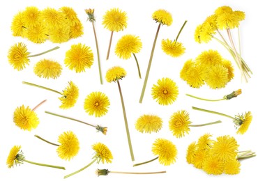 Image of Set with beautiful yellow dandelions on white background