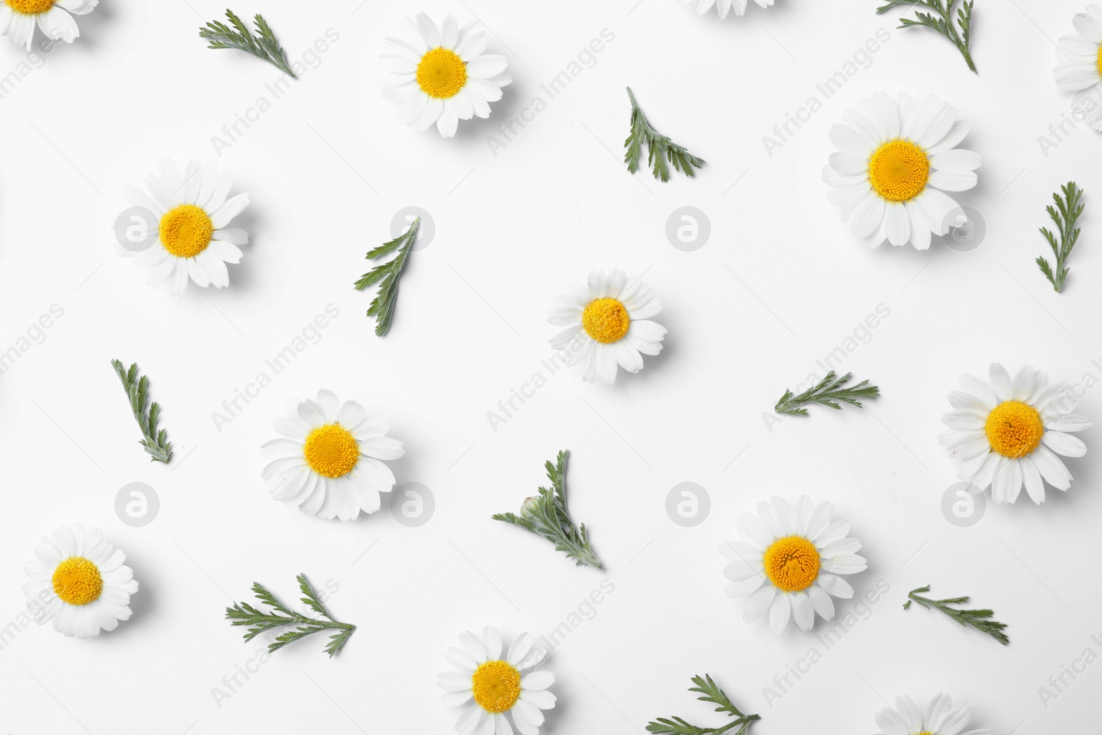 Photo of Flat lay composition with fresh chamomiles on white background
