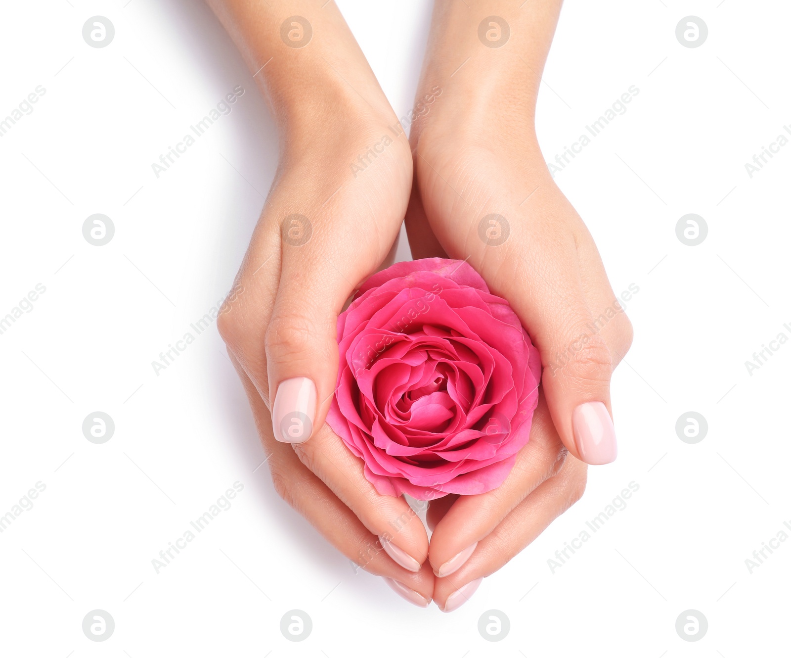 Photo of Woman holding rose on white background, closeup. Spa treatment