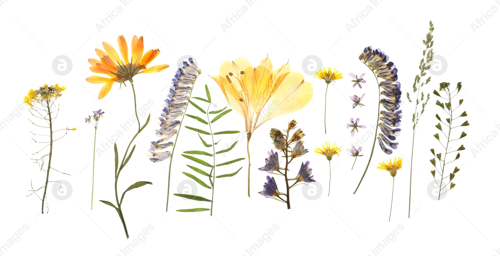 Photo of Wild dried meadow flowers on white background, top view