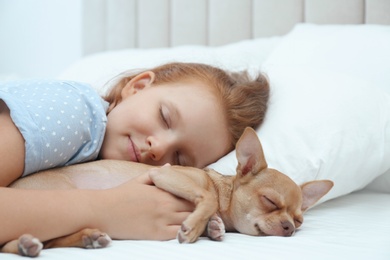 Photo of Little girl with her Chihuahua dog in bed. Childhood pet