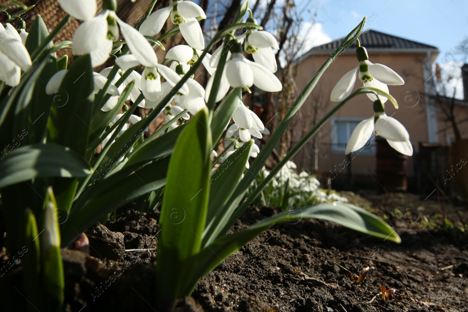 Photo of Beautiful snowdrops growing in garden. Spring flowers