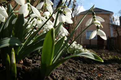 Beautiful snowdrops growing in garden. Spring flowers