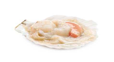 Fresh raw scallop in shell isolated on white