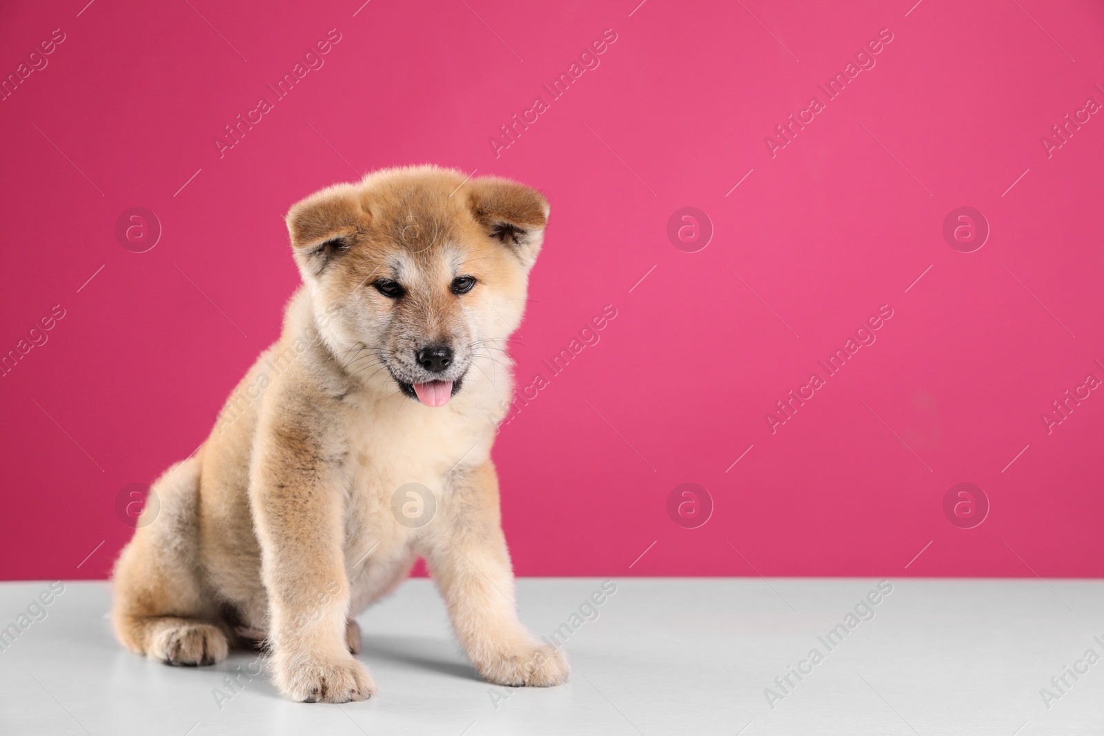 Photo of Adorable Akita Inu puppy on pink background, space for text