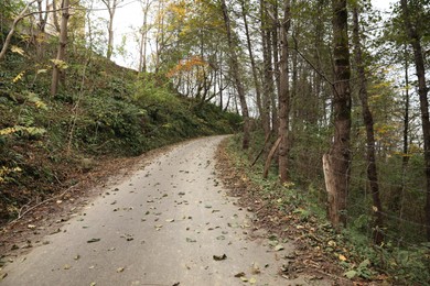 Photo of Beautiful view of empty road with fallen leaves in forest