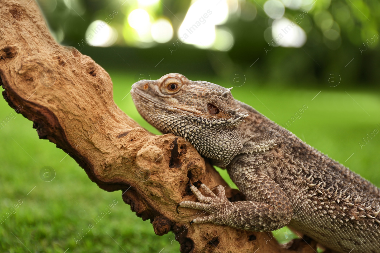 Photo of Bearded lizard (Pogona barbata) on tree branch, closeup. Exotic pet