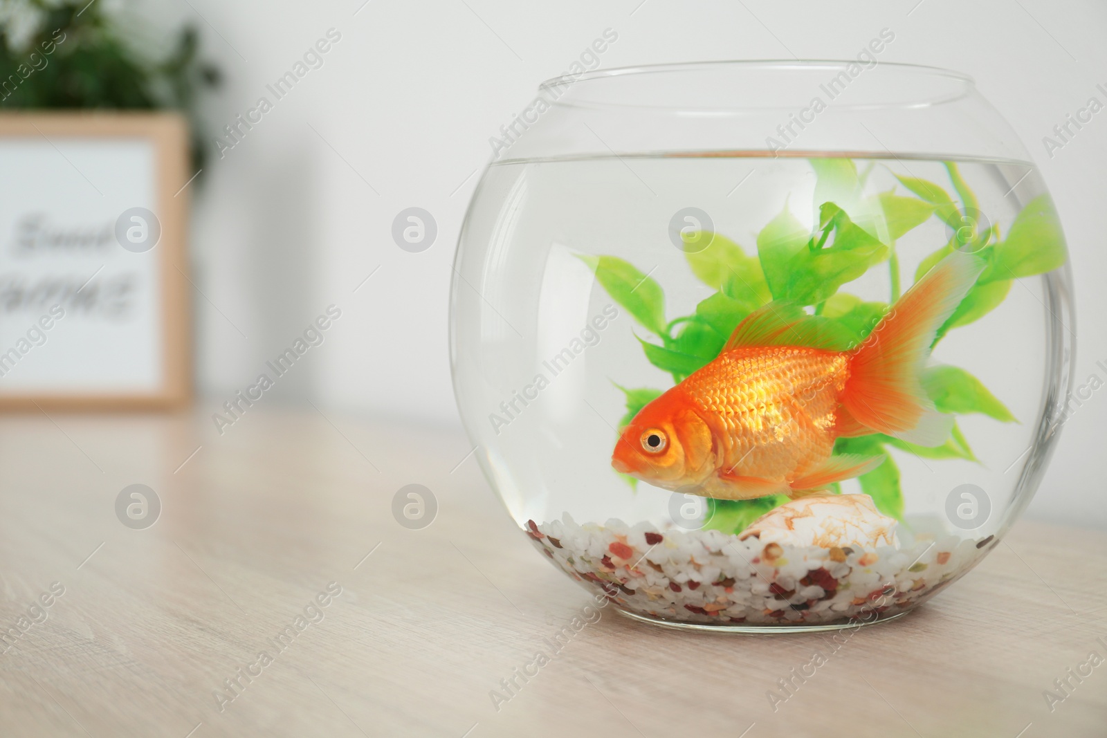 Photo of Beautiful bright small goldfish in round glass aquarium on wooden table. Space for text