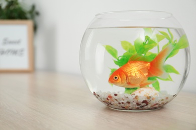Beautiful bright small goldfish in round glass aquarium on wooden table. Space for text
