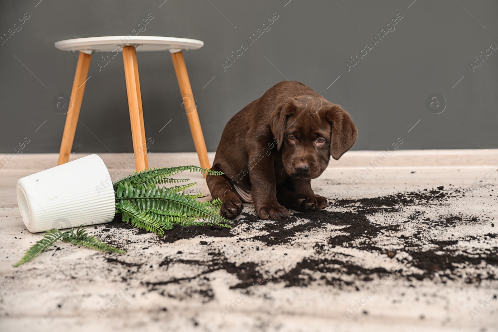 Photo of Chocolate Labrador Retriever puppy with overturned houseplant at home