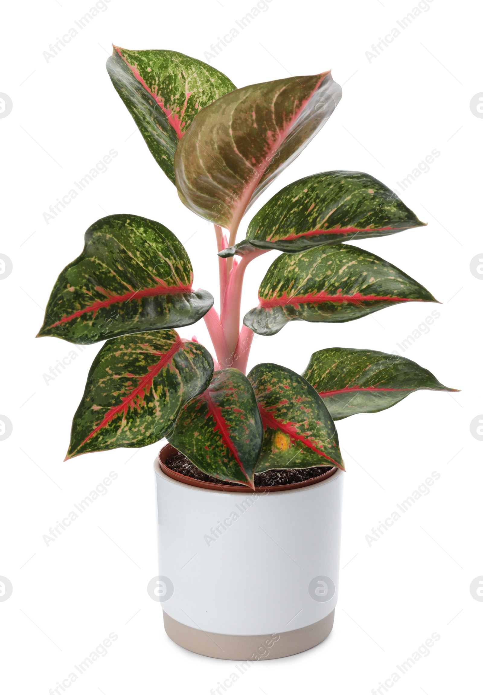 Photo of Beautiful Aglaonema plant in flowerpot isolated on white. House decor