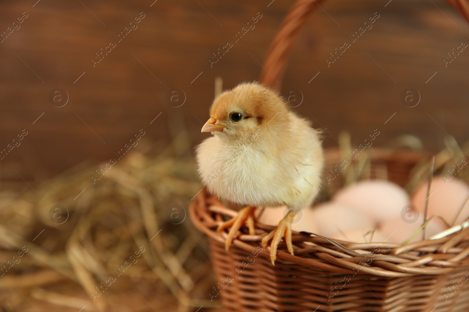 Photo of Cute chick and wicker basket on blurred background, space for text. Baby animal