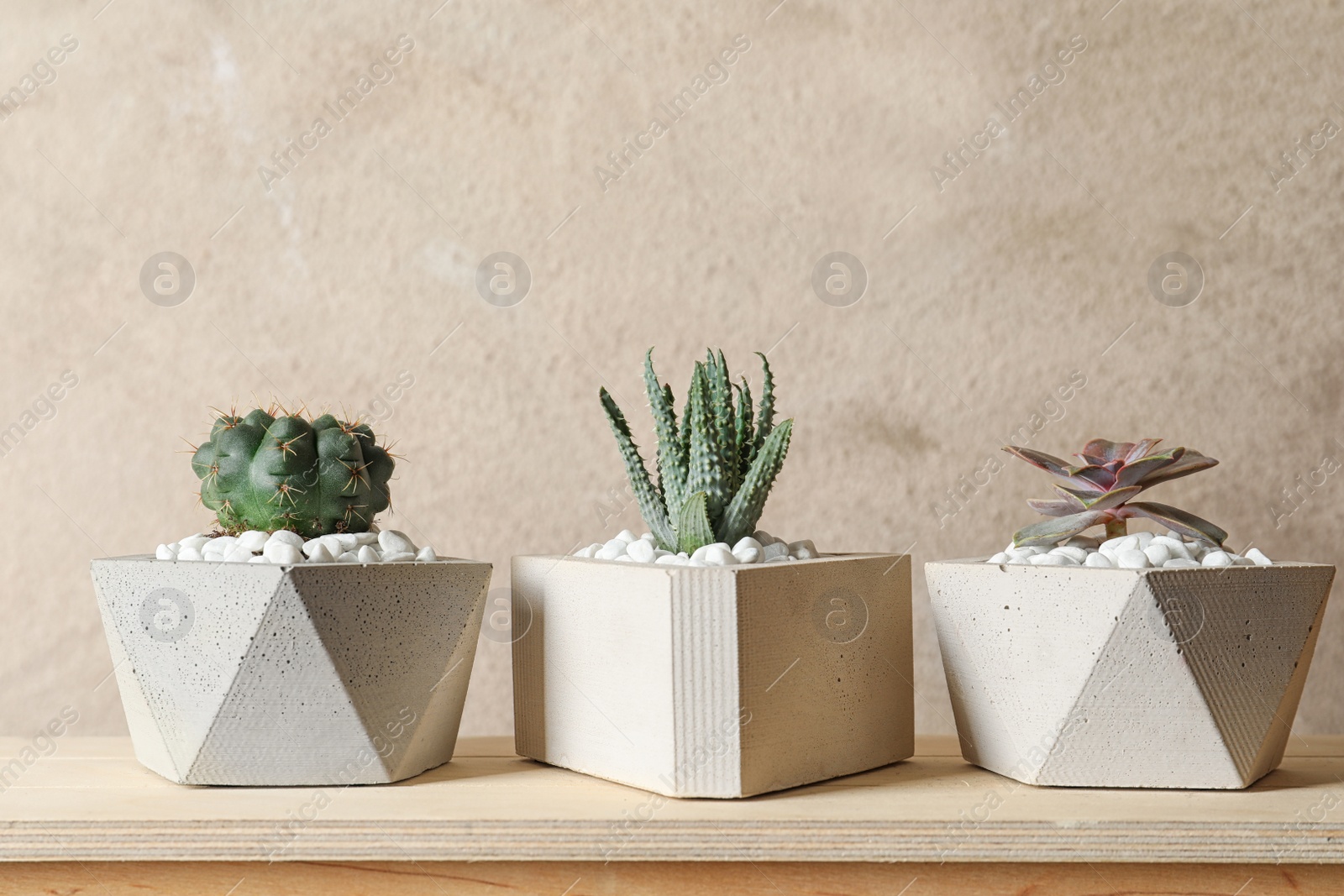 Photo of Beautiful succulent plants in stylish flowerpots on wooden table against brown background. Home decor
