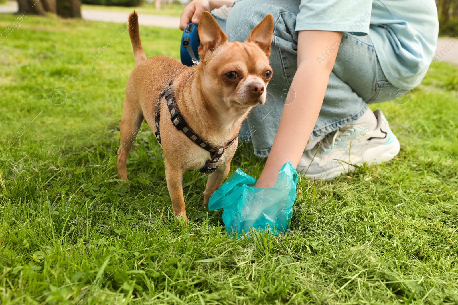 Photo of Woman picking up her dog's poop from green grass in park, closeup
