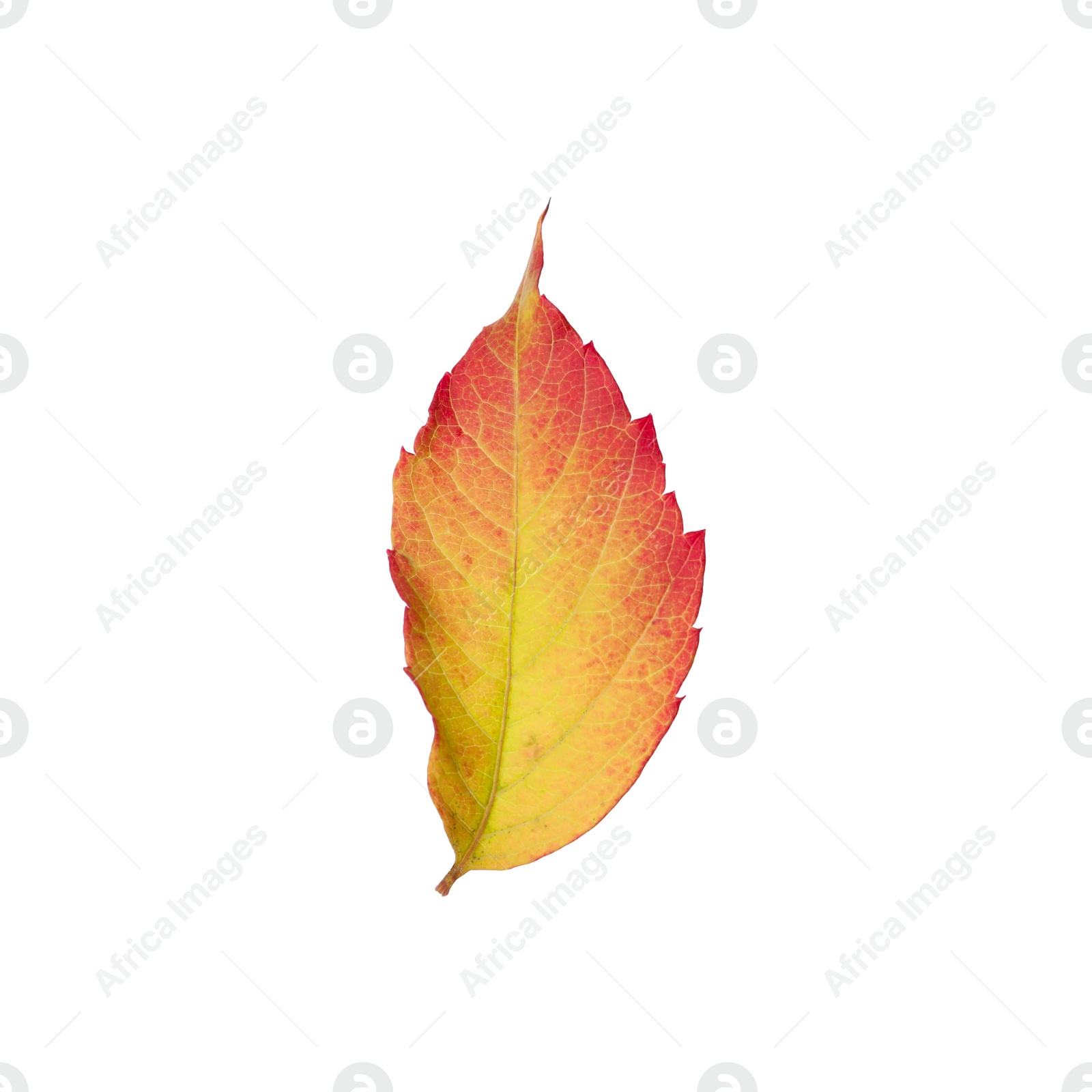 Photo of Beautiful leaf isolated on white. Autumn season