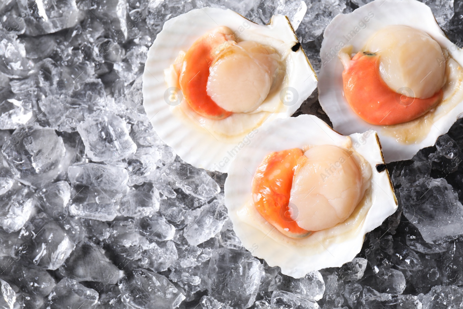 Photo of Fresh raw scallops with shells on ice cubes, flat lay. Space for text