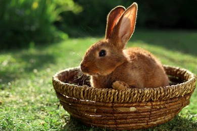Photo of Cute fluffy rabbit in wicker bowl on green grass outdoors