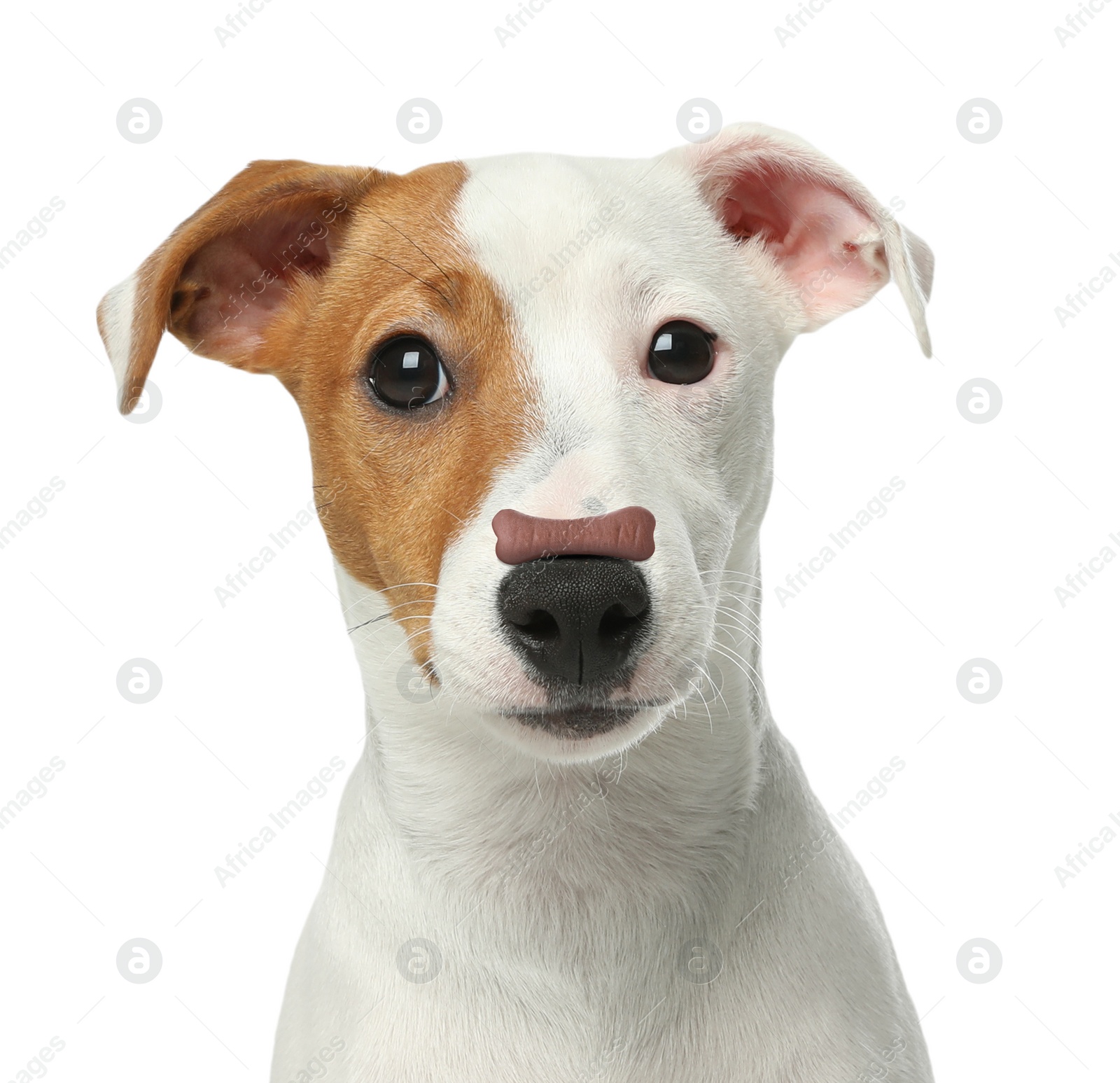 Image of Adorable dog with bone shaped cookie on nose against white background