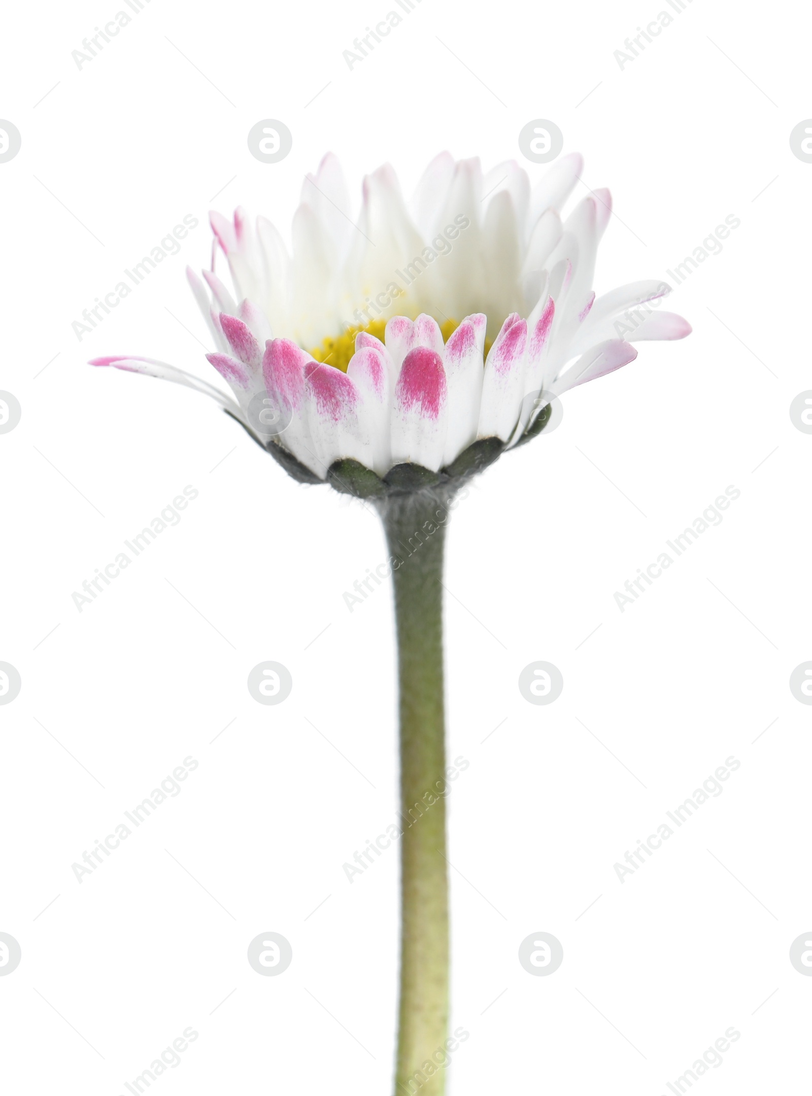 Photo of Beautiful bellis perennis (daisy) flower isolated on white