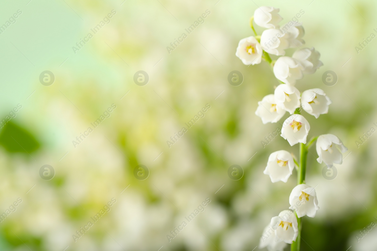 Photo of Beautiful lily of the valley on blurred background, closeup. Space for text