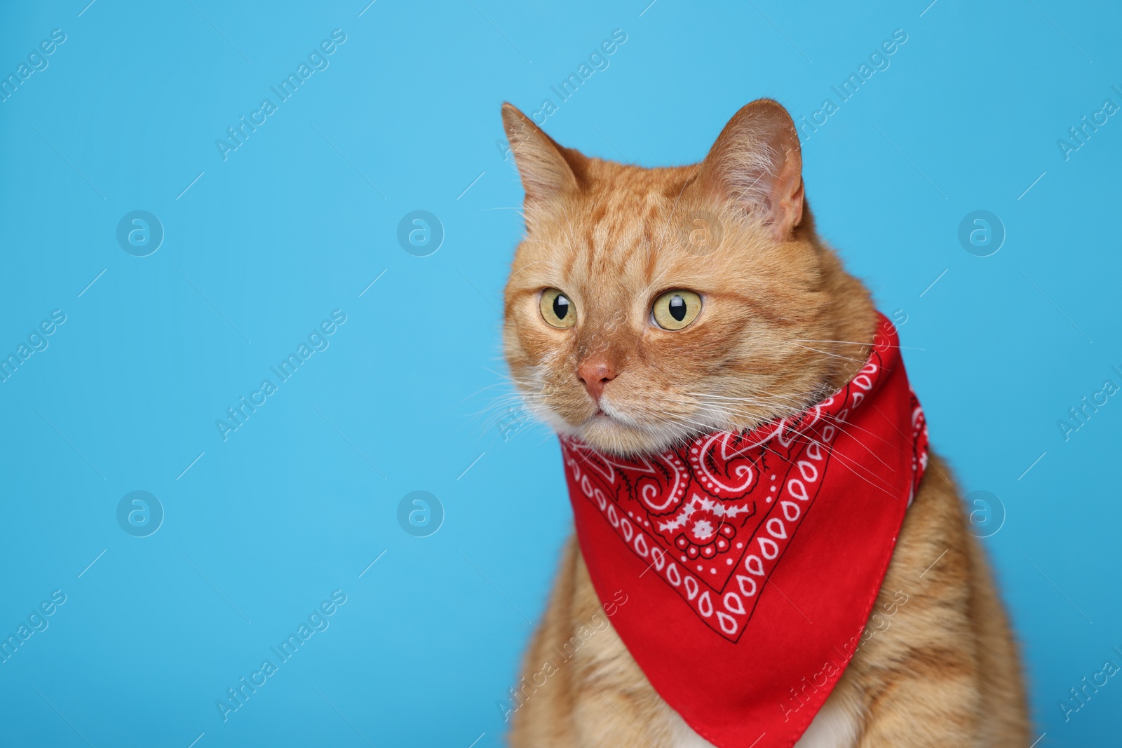 Photo of Cute ginger cat with bandana on light blue background, space for text. Adorable pet