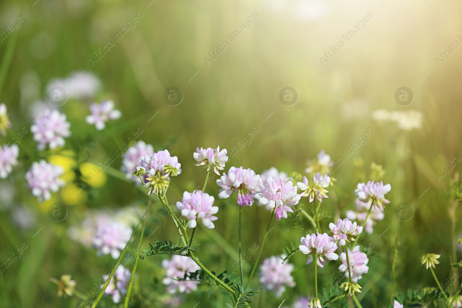 Photo of Beautiful wild flowers outdoors on sunny day. Amazing nature in summer