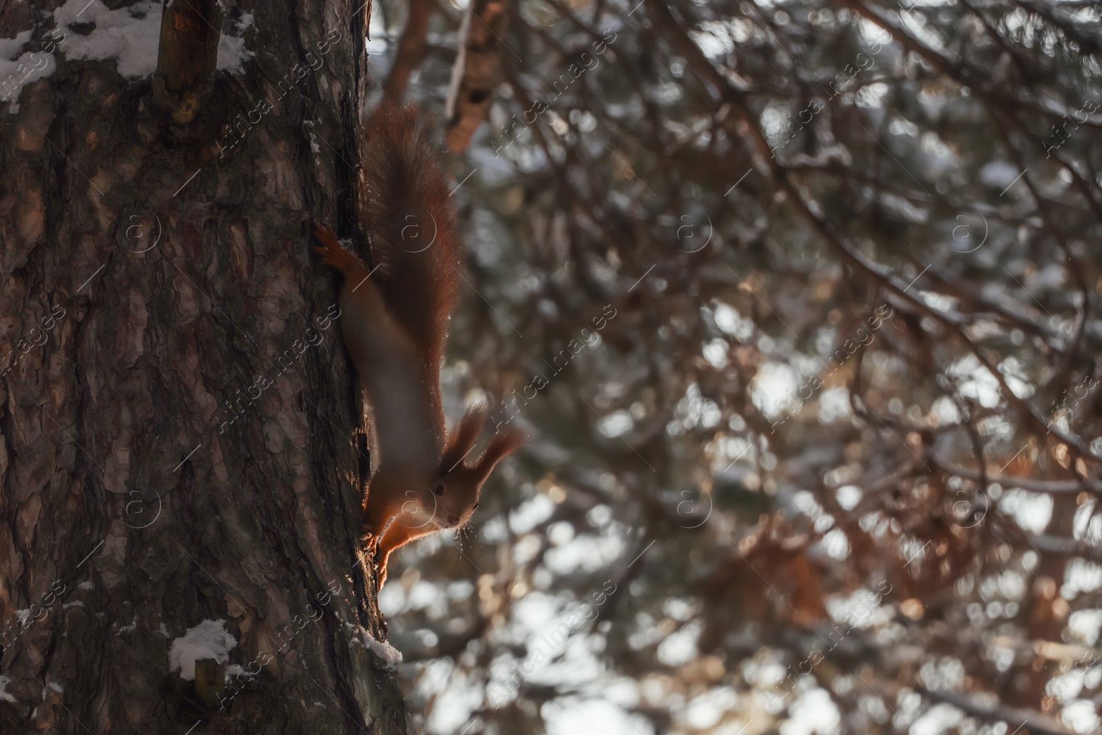 Photo of Cute squirrel on pine tree in winter forest