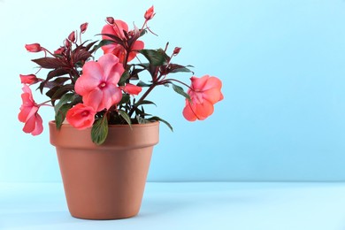 Photo of Impatiens in terracotta flower pot on light blue background. Space for text