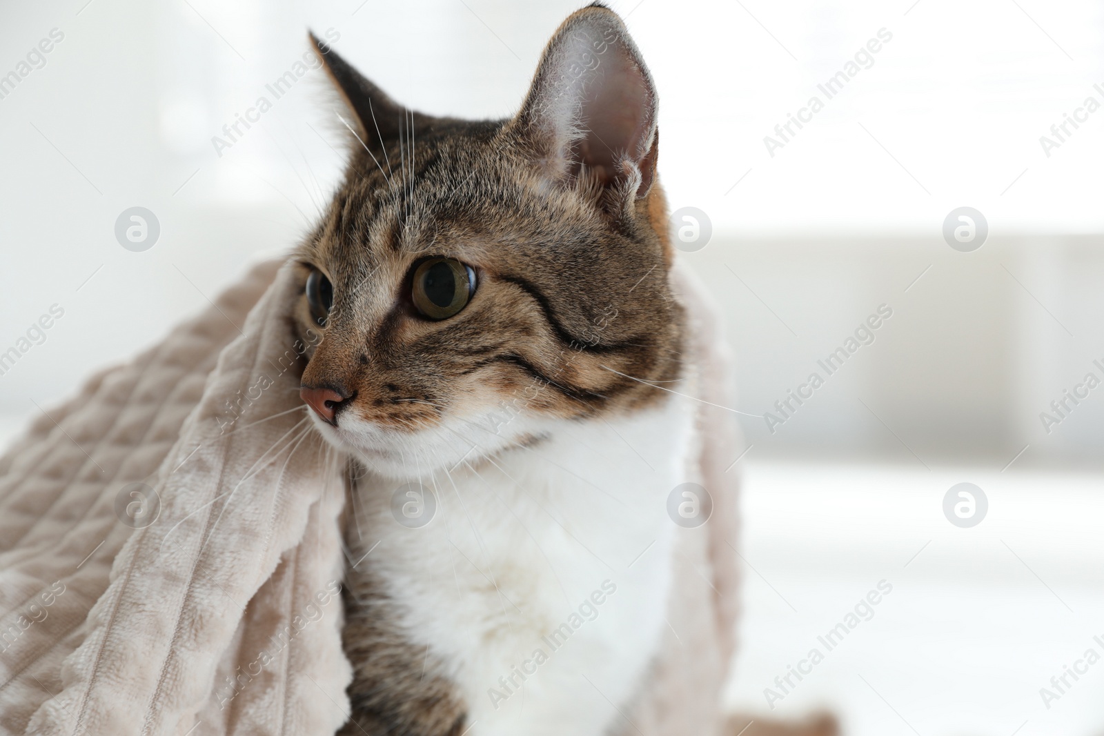 Photo of Adorable cat under plaid indoors, closeup view