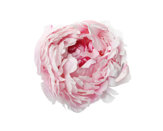 Beautiful pink peony flower isolated on white