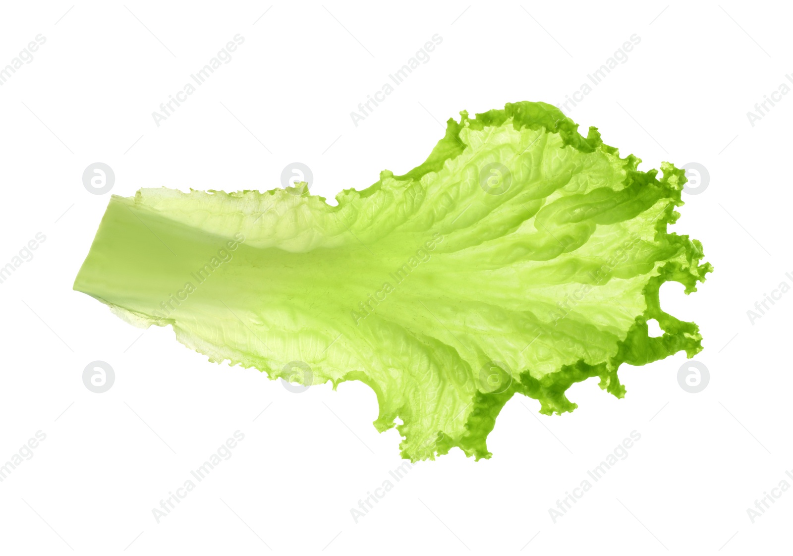 Photo of One green lettuce leaf isolated on white. Salad greens